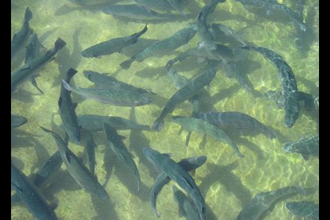 Bagci has a total production capacity of 3000 tonnes of trout per year